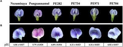 A P3A-Type ATPase and an R2R3-MYB Transcription Factor Are Involved in Vacuolar Acidification and Flower Coloration in Soybean